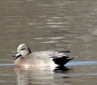 Photo 5/8 of American Wigeon (Mareca americana)