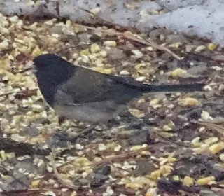 Photo 23/23 of Dark-eyed Junco (Junco hyemalis)