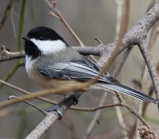Photo 2/10 of Black-capped Chickadee (Poecile atricapillus)