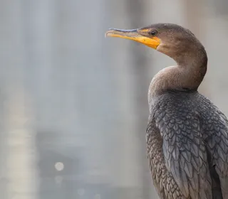 Photo 5/7 of Double-crested Cormorant (Nannopterum auritum)