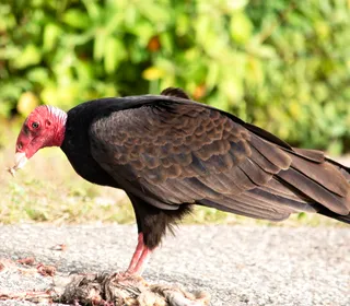 Photo 4/6 of Turkey Vulture (Cathartes aura)