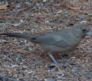 Photo 5/5 of Abert's Towhee (Melozone aberti)