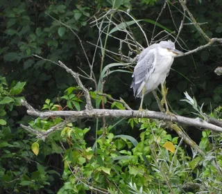Photo 15/19 of Black-crowned Night Heron (Nycticorax nycticorax)