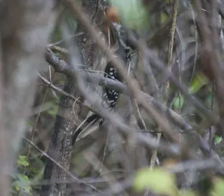 Photo 11/13 of Hairy Woodpecker (Dryobates villosus)