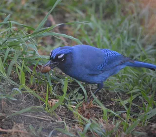 Photo 5/12 of Steller's Jay (Cyanocitta stelleri)