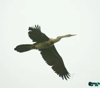 Photo 12/12 of Anhinga (Anhinga anhinga)