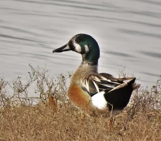 Photo 7/8 of American Wigeon (Mareca americana)