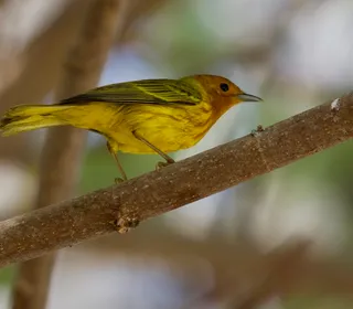 Photo 12/28 of Yellow Warbler (Setophaga petechia)