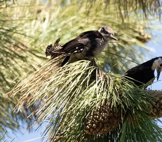 Photo 13/13 of Hairy Woodpecker (Dryobates villosus)