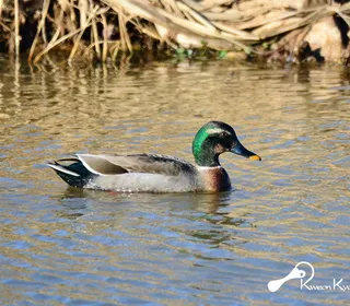 Photo 10/30 of Mallard (Anas platyrhynchos)