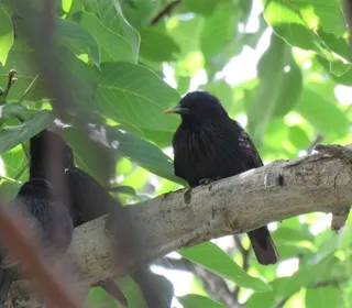 Photo 9/10 of European Starling (Sturnus vulgaris)
