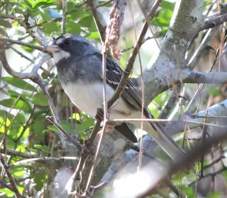Photo 2/4 of White-throated Sparrow (Zonotrichia albicollis)