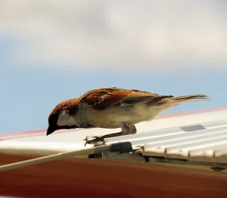Photo 16/16 of House Sparrow (Passer domesticus)