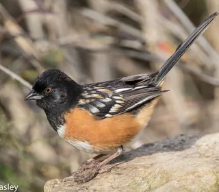 Photo 1/17 of Spotted Towhee (Pipilo maculatus)