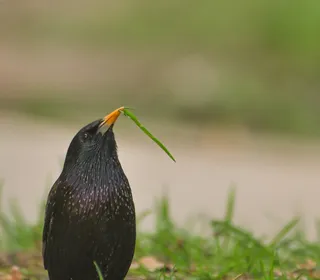 Photo 10/10 of European Starling (Sturnus vulgaris)