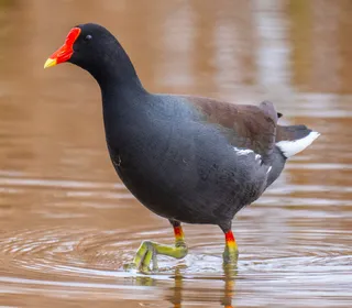 Photo 1/9 of Common Gallinule (Gallinula galeata)