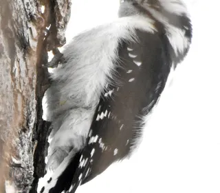 Photo 4/8 of Downy Woodpecker (Dryobates pubescens)