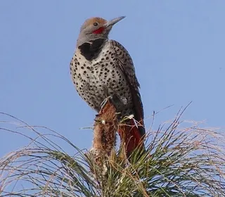 Photo 11/12 of Northern Flicker (Colaptes auratus)