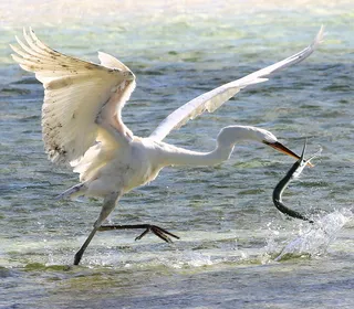 Photo 2/8 of Great Blue Heron (Ardea herodias)