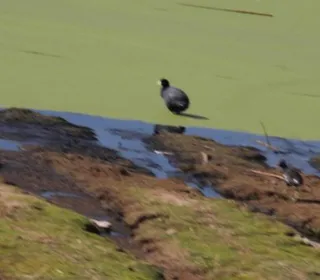 Photo 9/9 of Common Gallinule (Gallinula galeata)