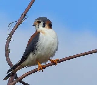 Photo 5/16 of American Kestrel (Falco sparverius)