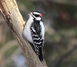 Photo 3/8 of Downy Woodpecker (Dryobates pubescens)