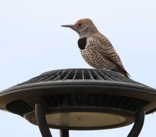 Photo 10/12 of Northern Flicker (Colaptes auratus)