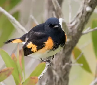Photo 1/2 of American Redstart (Setophaga ruticilla)