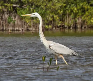 Photo 6/8 of Great Blue Heron (Ardea herodias)