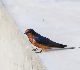 Photo 5/10 of Barn Swallow (Hirundo rustica)