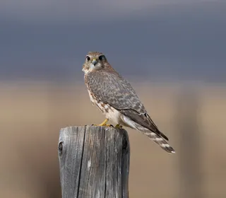 Photo 9/10 of Merlin (Falco columbarius)
