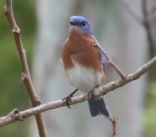 Photo 4/7 of Eastern Bluebird (Sialia sialis)