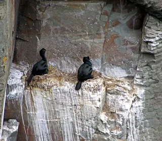 Photo 3/3 of Pelagic Cormorant (Urile pelagicus)