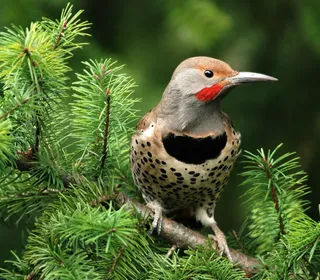 Photo 3/12 of Northern Flicker (Colaptes auratus)
