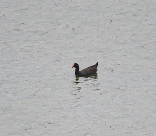 Photo 7/9 of Common Gallinule (Gallinula galeata)