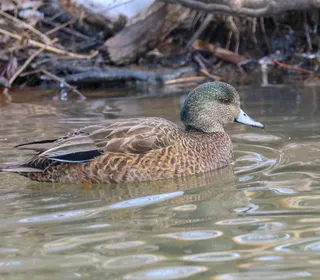 Photo 8/8 of American Wigeon (Mareca americana)