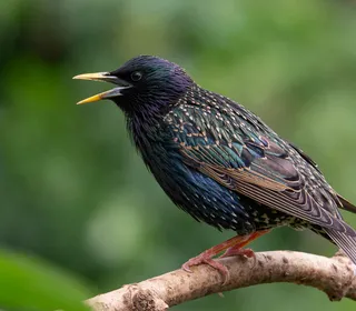 Photo 1/10 of European Starling (Sturnus vulgaris)