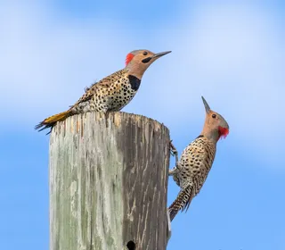 Photo 8/12 of Northern Flicker (Colaptes auratus)