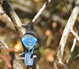 Photo 2/12 of Steller's Jay (Cyanocitta stelleri)