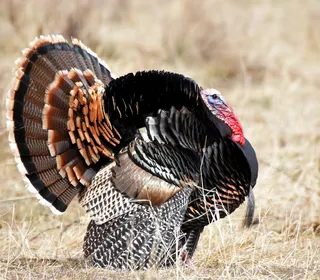 Photo 4/8 of Wild Turkey (Meleagris gallopavo)