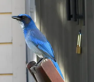 Photo 9/12 of Steller's Jay (Cyanocitta stelleri)