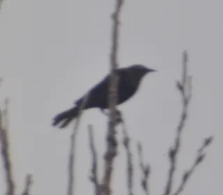 Photo 2/2 of Rusty Blackbird (Euphagus carolinus)