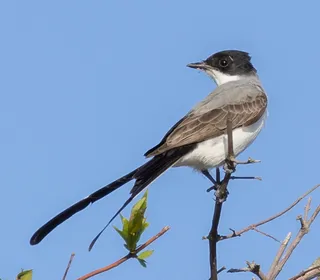 Photo 7/30 of Eastern Kingbird (Tyrannus tyrannus)