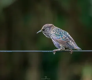 Photo 3/10 of European Starling (Sturnus vulgaris)