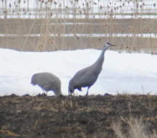 Photo 6/7 of Sandhill Crane (Antigone canadensis)