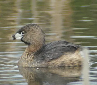 Photo 2/5 of Pied-billed Grebe (Podilymbus podiceps)
