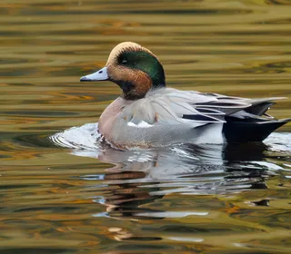 Photo 2/8 of American Wigeon (Mareca americana)