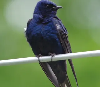 Photo 2/4 of Purple Martin (Progne subis)