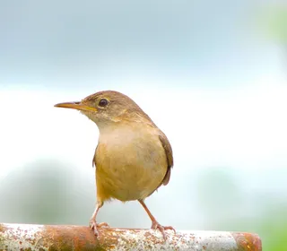 Photo 3/28 of Northern House Wren (Troglodytes aedon)