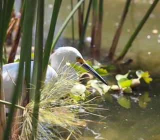 Photo 5/6 of Snowy Egret (Egretta thula)